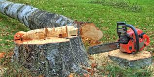 Best Fruit Tree Pruning  in Farmers Branch, TX