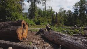 Best Tree Mulching  in Farmers Branch, TX