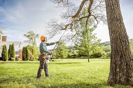 Best Root Management and Removal  in Farmers Branch, TX