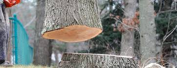 Farmers Branch, TX Tree Care Company
