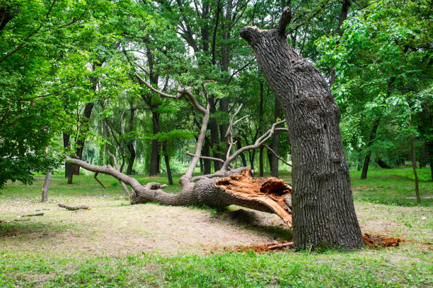 Best Stump Grinding and Removal  in Farmers Branch, TX