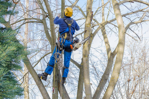 Best Pest Control for Lawns  in Farmers Branch, TX