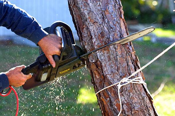 Best Lawn Pest Prevention  in Farmers Branch, TX