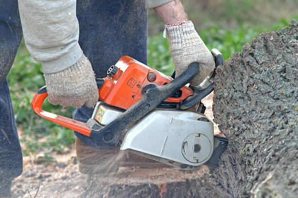 Pest Control for Lawns in Farmers Branch, TX
