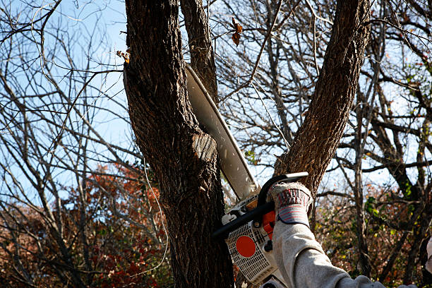 Best Lawn Renovation and Restoration  in Farmers Branch, TX