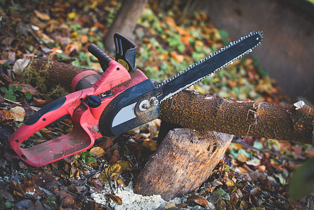 Best Tree Maintenance Programs  in Farmers Branch, TX