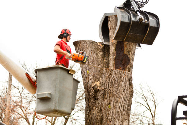 Best Emergency Tree Removal  in Farmers Branch, TX